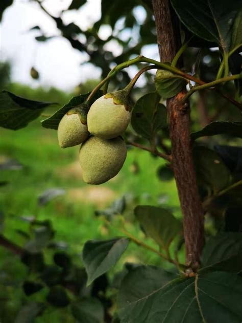 樹茉莉|請問茉莉花樹好栽種嗎？